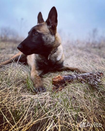 Вязка Малинуа