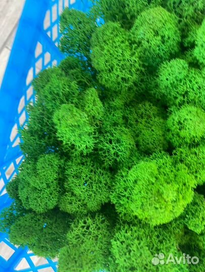 Стабилизированный мох