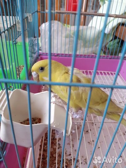 Волнистый попугай