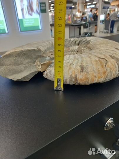 Окаменелость аммонита