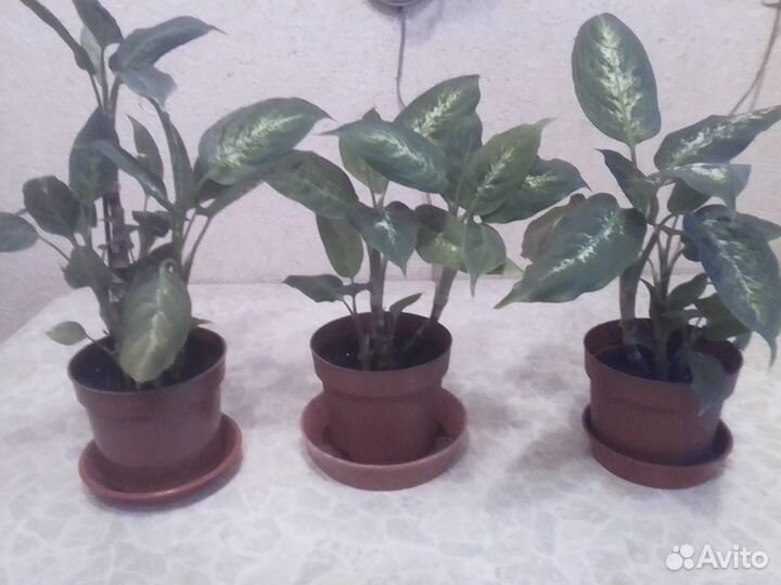 Диффенбахия Компакта