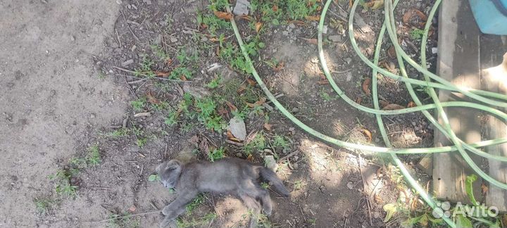 Серый котенок