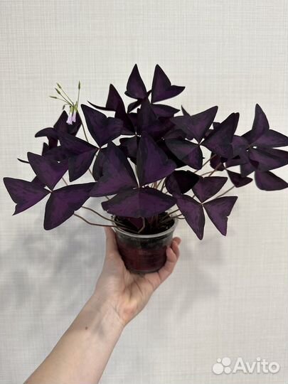 Кислица оксалис