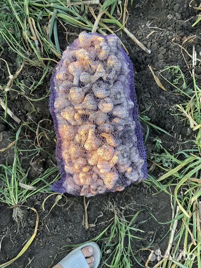 Чеснок семенной