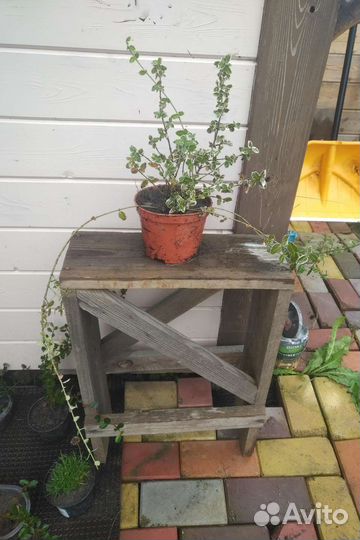 Бересклет Форчуна