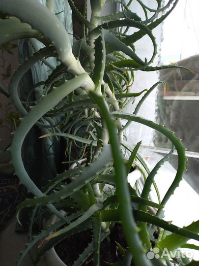 Алоэ лечебный