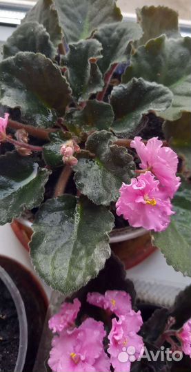 Фиалка розовая махровая