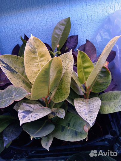 Фикус Шривериана