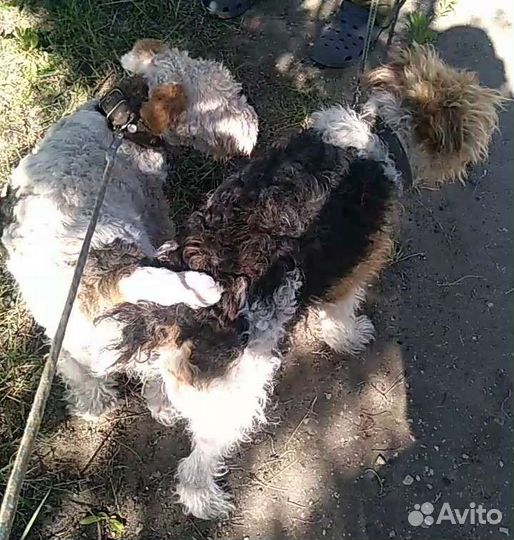 Щенки фокстерьера