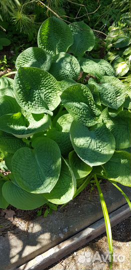 Саженцы дуба, лаконоса, черемши, полыни