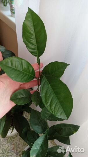 Маранта Керховена и Мандарин