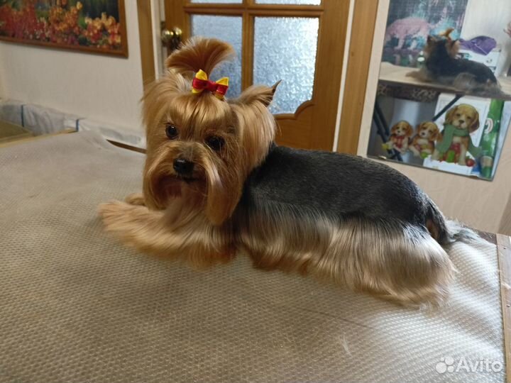 Груминг собак, кошек и кроликов