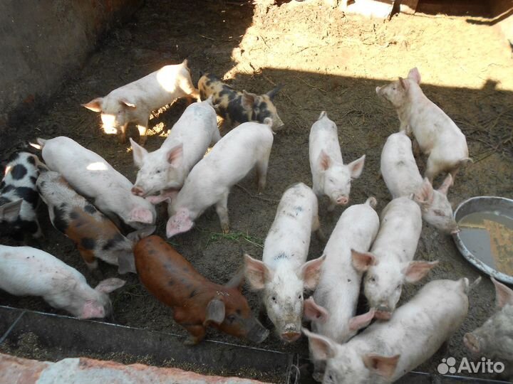 Поросята