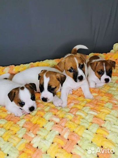 Джек Рассел терьер