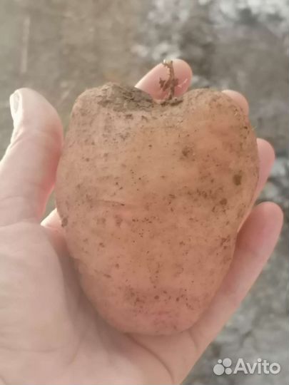 Продам картофель