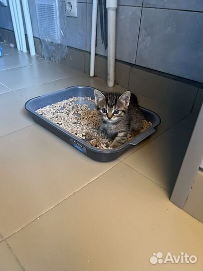 Девочка котенок