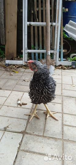 Петушки Виандот, фавероль лососевая, маран