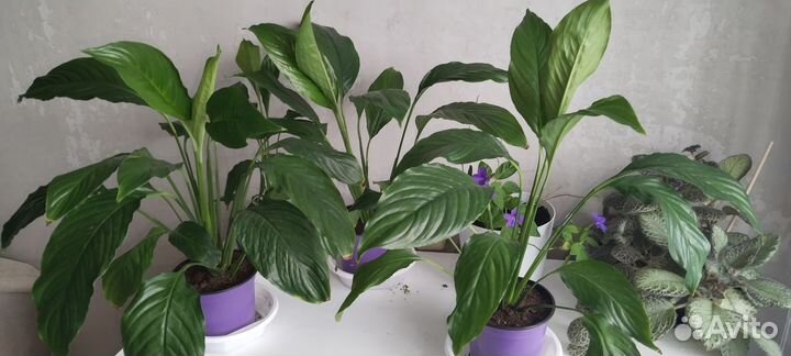 Спатифиллум