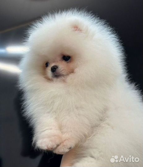 Померанский шпиц