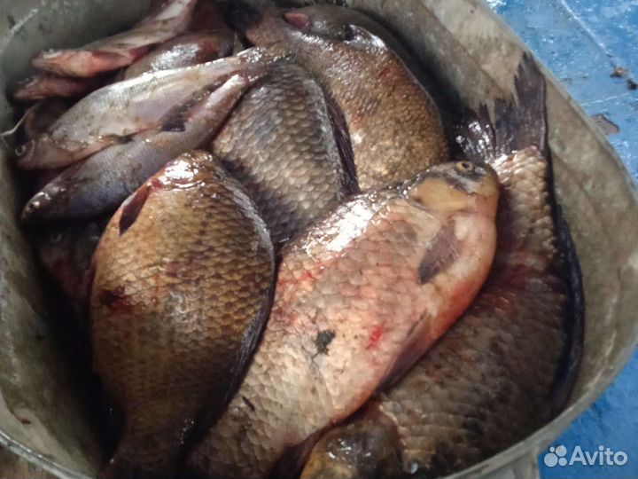 Густера,лещ