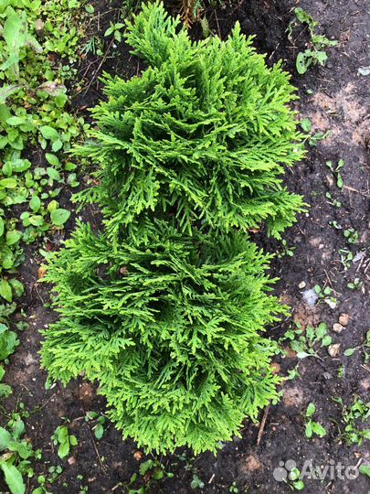 Туя шаровидная даника