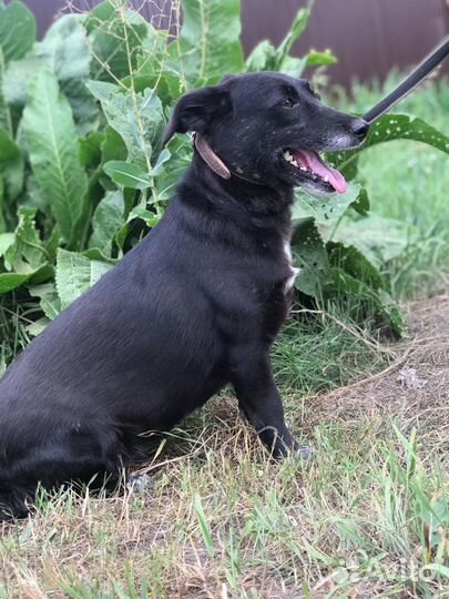 Кнопа ждёт хозяина