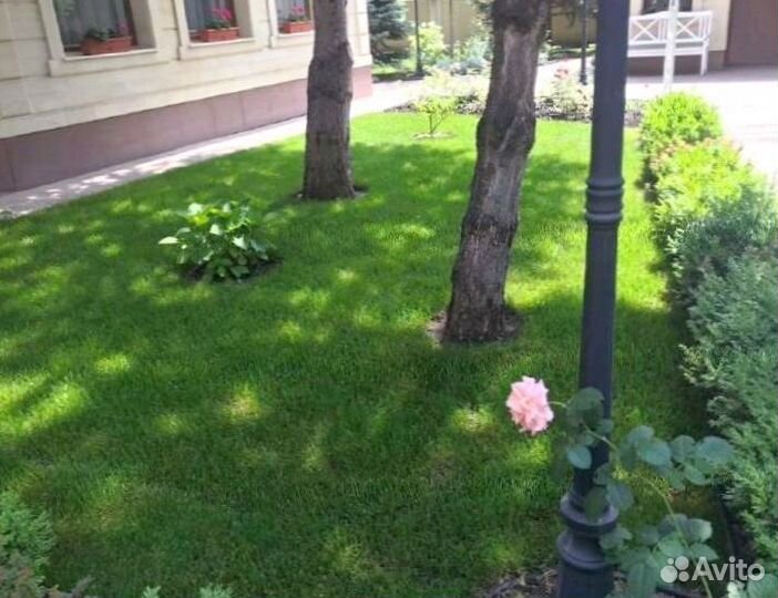 Рулонный газон