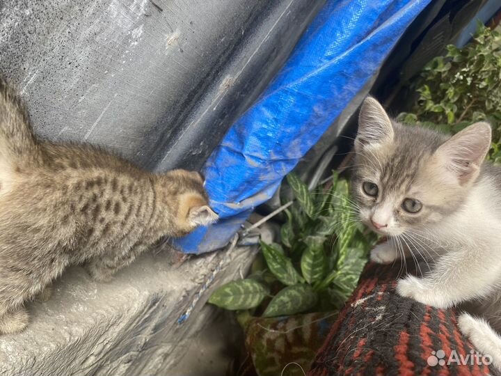 Котята в добрые руки