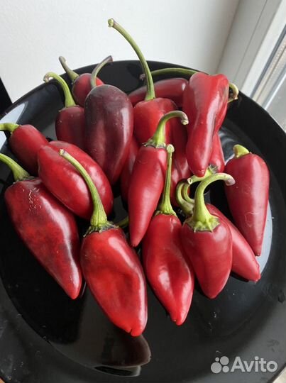 Семена острого перца