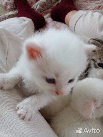 Кошки в добрые руки бесплатно