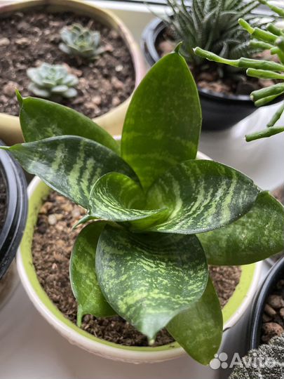 Сансевиерия мини