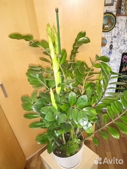 Замиокулькас