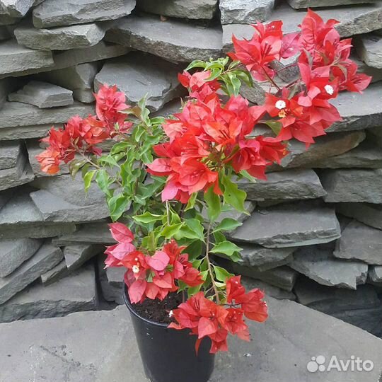 Бугенвиллии