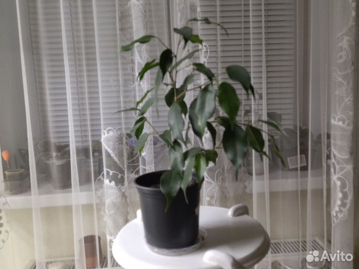 Фикус бенджамина