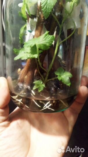 Саженцы и черенки винограда