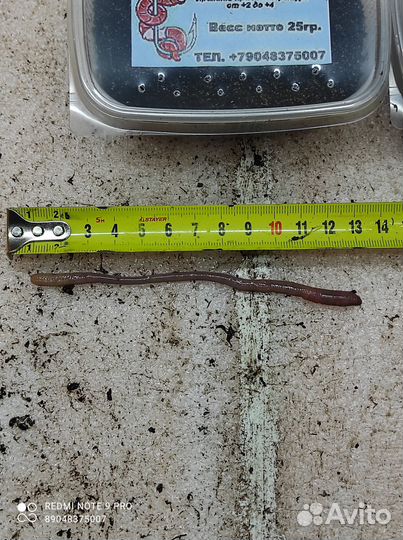 Червь дендробена