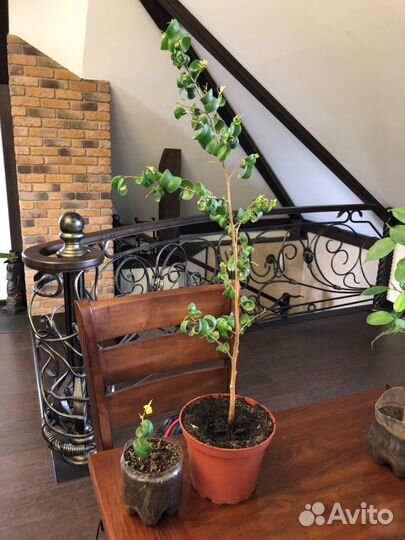 Фикусы Бенджамина,Традесканция,Каланхое махровый