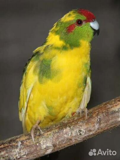 Попугай какарик