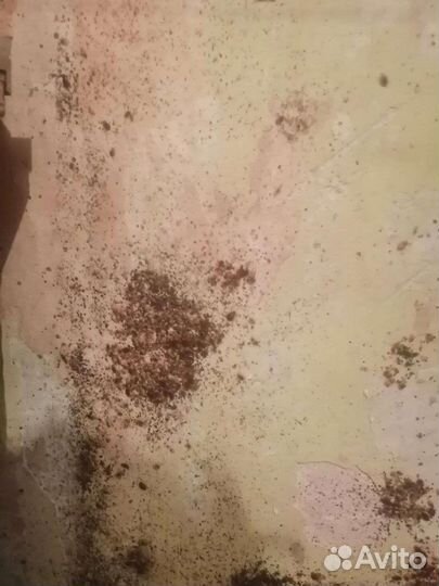 Дезинфекция от клопов тараканов блох