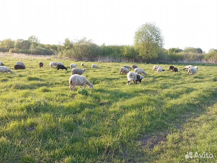 Овцы бараны