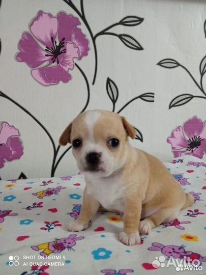 Мальчик чишка