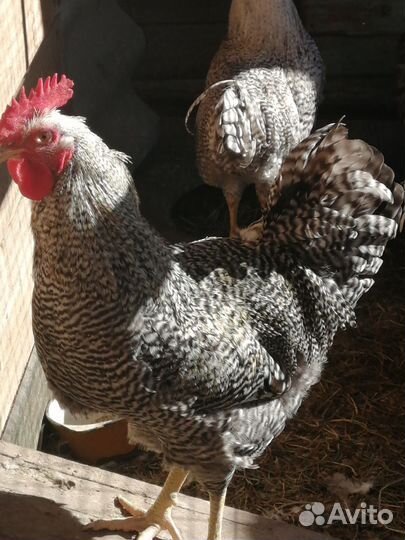 Петухи молодые