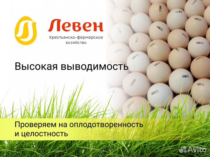 Инкубационное яйцо бройлер из Европы