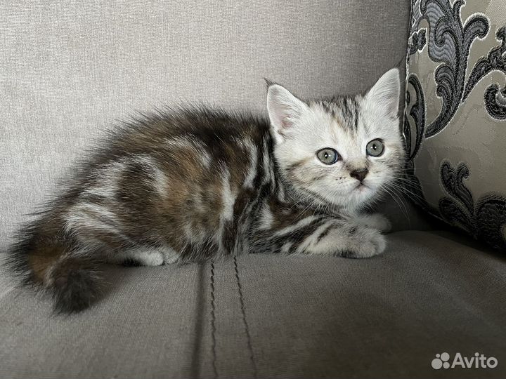 Продам котят