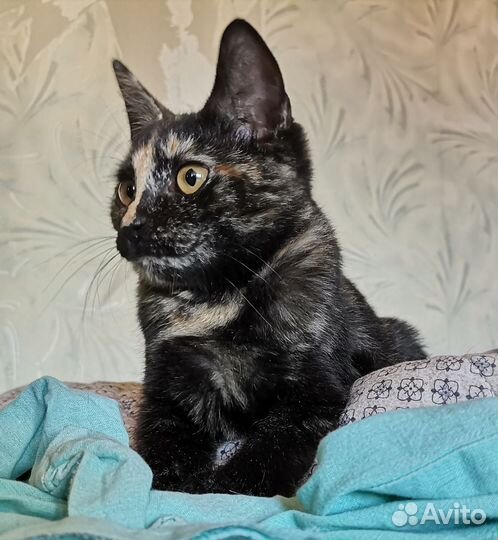 Котенок девочка 5 мес