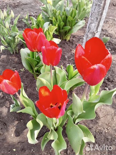 Тюльпаны(луковицы)