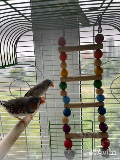 Зебровые амадины