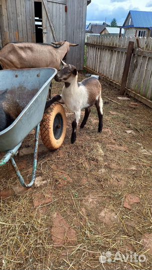 Альпийские козы