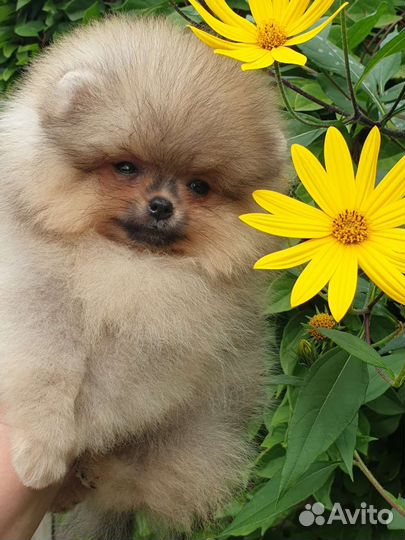 Померанский шпиц девочка
