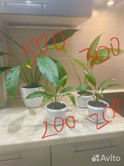 Комнатные цветы